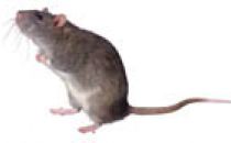 CELLULA STAMINALE: UNA SPERANZA