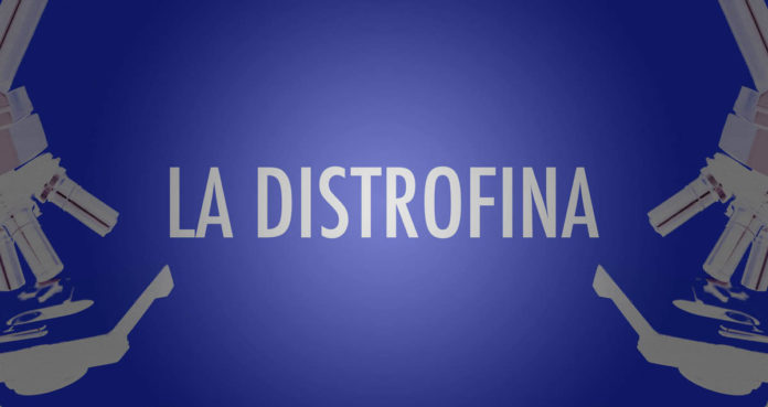 Distrofina