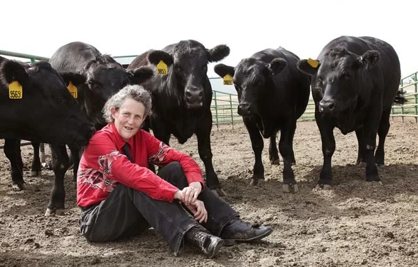 Temple Grandin mucche