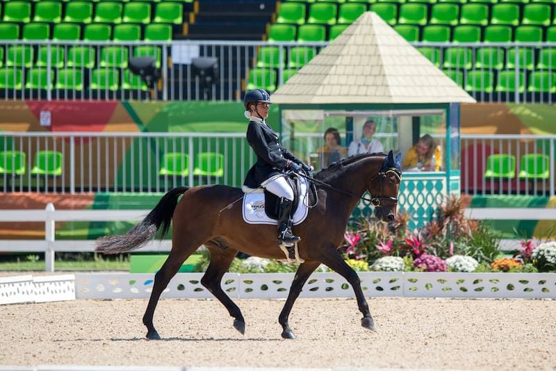 para-dressage cavallo