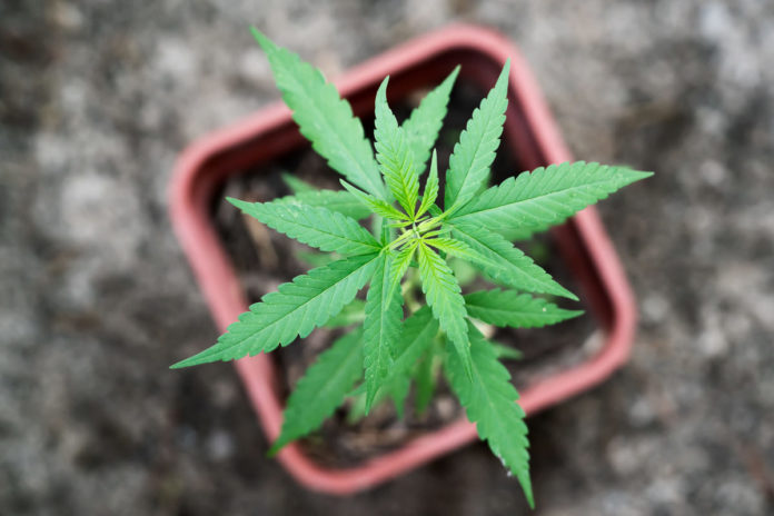 cannabis in italia