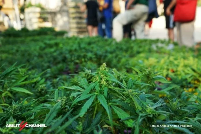 referendum cannabis legale italia