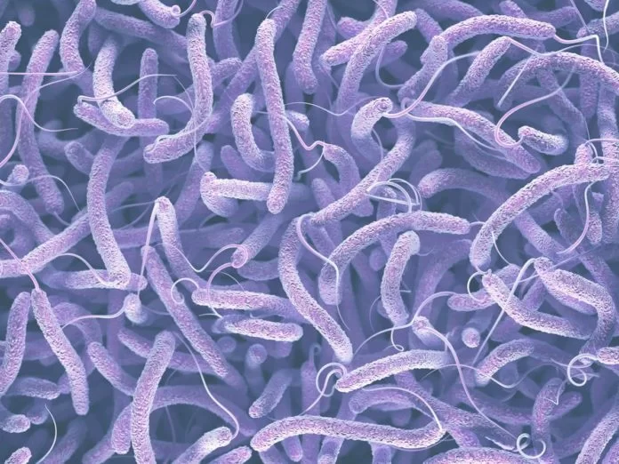 batterio legionella