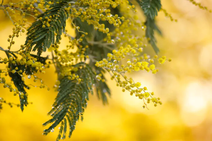 festa della donna 8 marzo