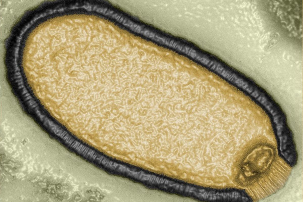 Risvegliato virus 'zombie' dal permafrost in