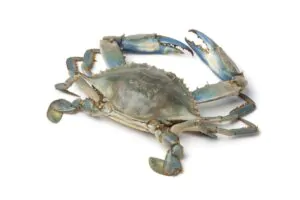 granchio blu