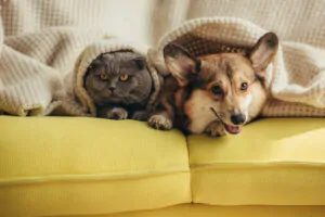 bonus animali domestici 2023
