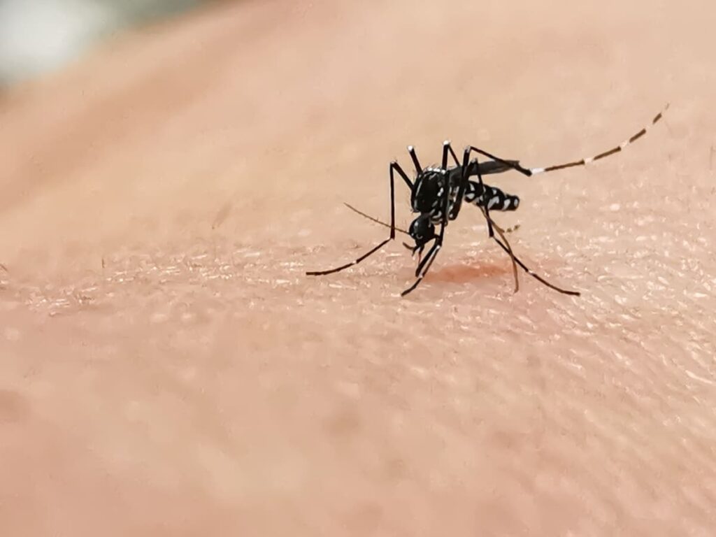 quali cure febbre dengue