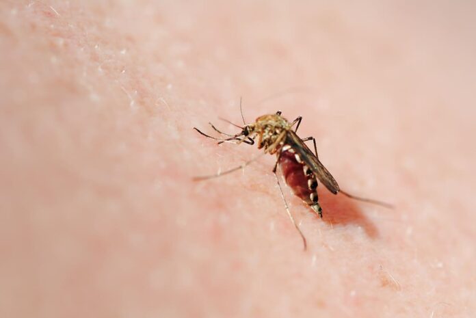 dengue febbre