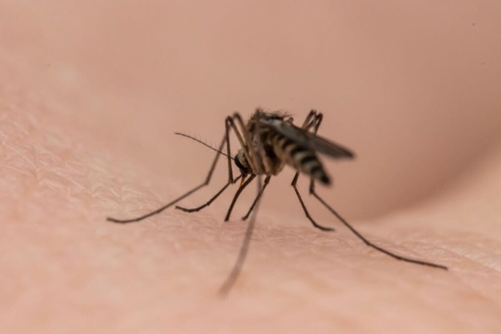 quali sono i sintomi della febbre dengue