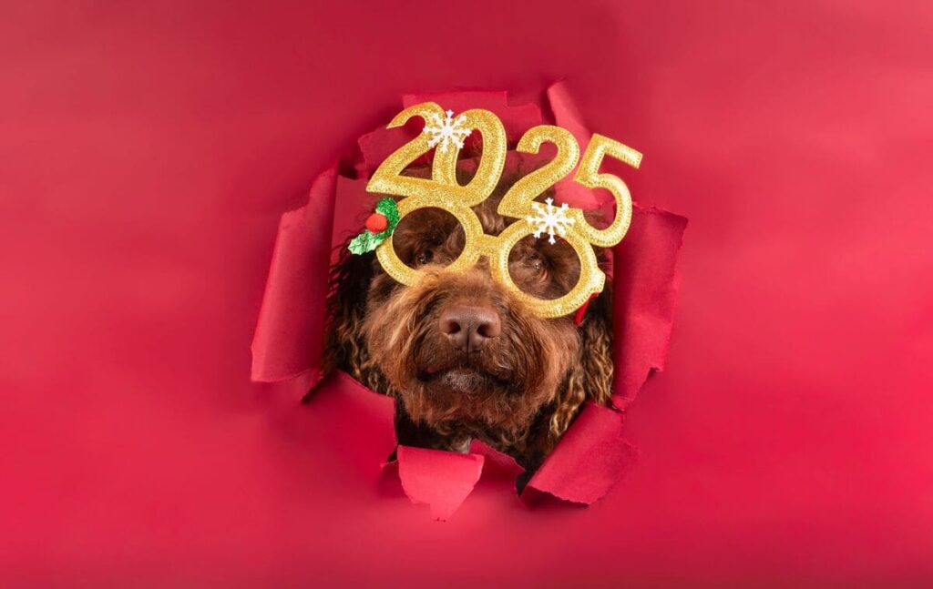 animali cani gatti botti di capodanno