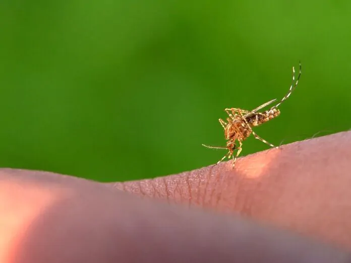 febbre dengue in italia