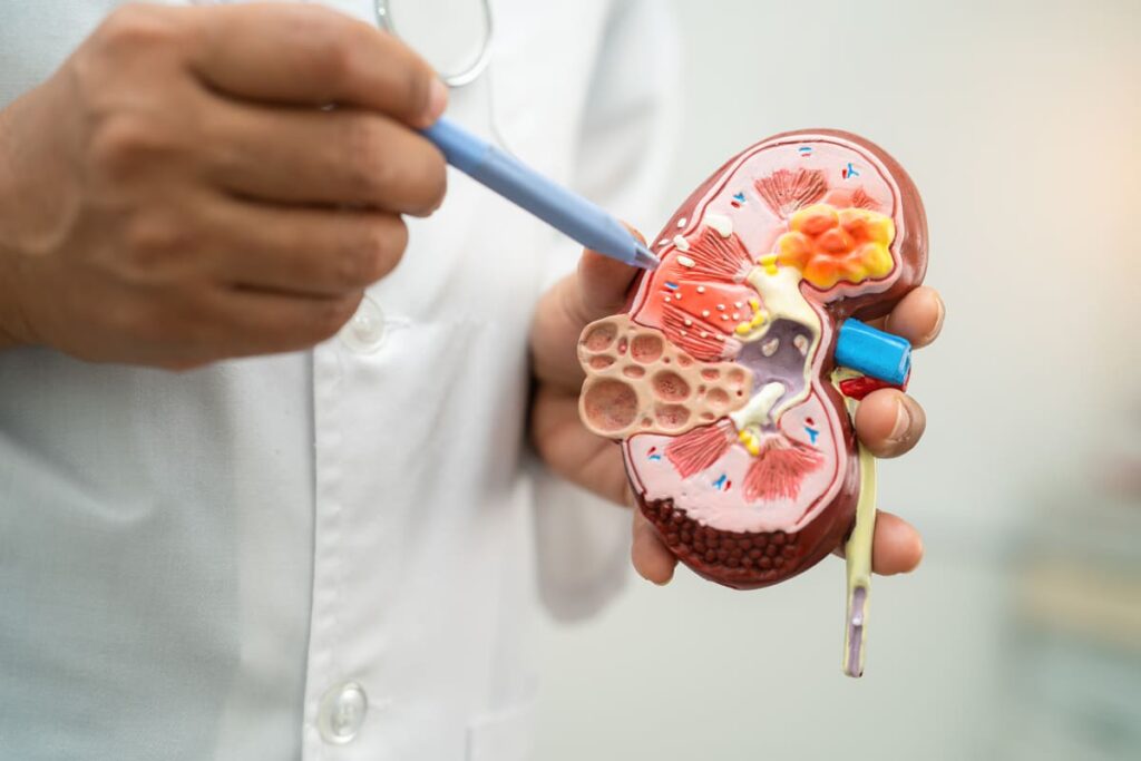 Nefrectomia: cos'è, quando serve e come si vive con un rene solo