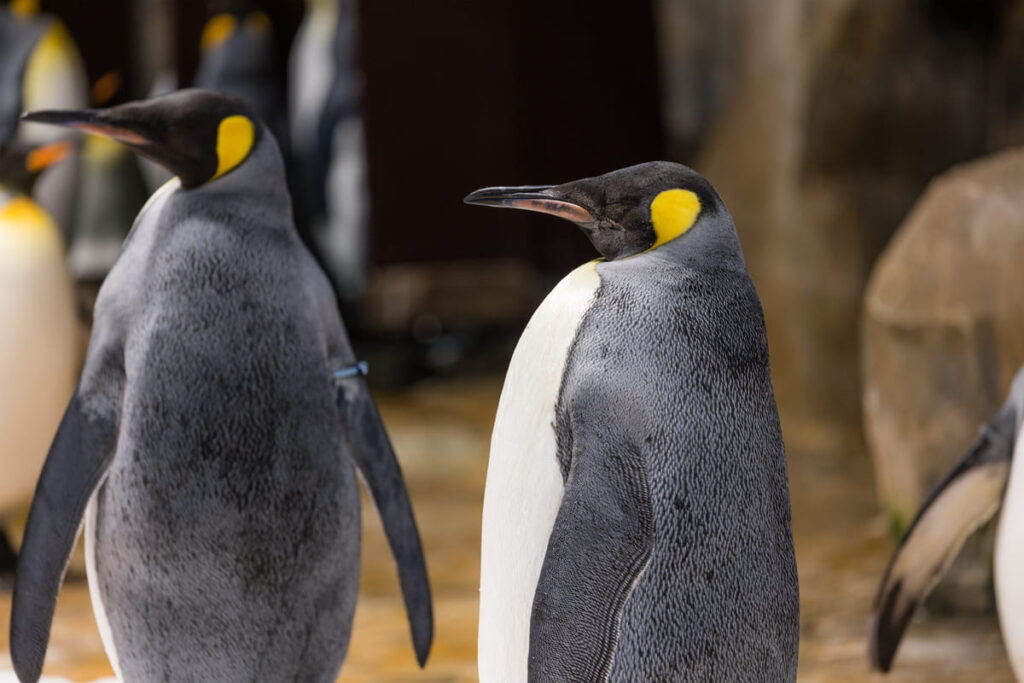 influenza aviaria antartide pinguini