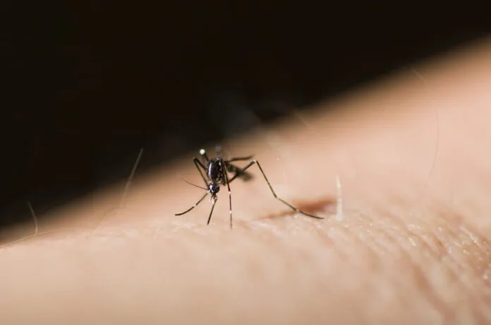 dengue pandemia malattia x crisi climatica