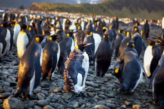 influenza aviaria pinguini antartide