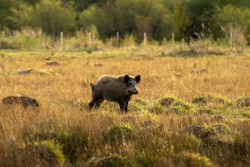 peste suina africana è pericolosa per l'uomo