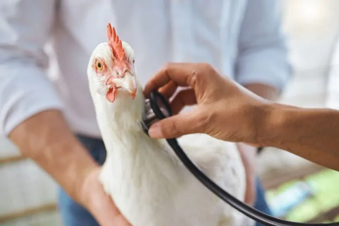 pandemia influenza aviaria