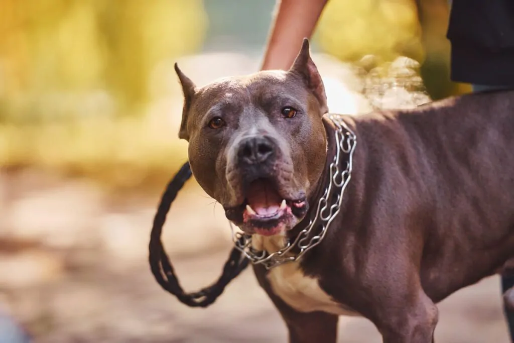 i pitbull possono essere pericolosi?