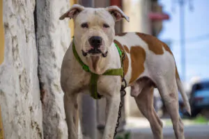 i pitbull sono pericolosi e impazziscono cosa dicono gli esperti