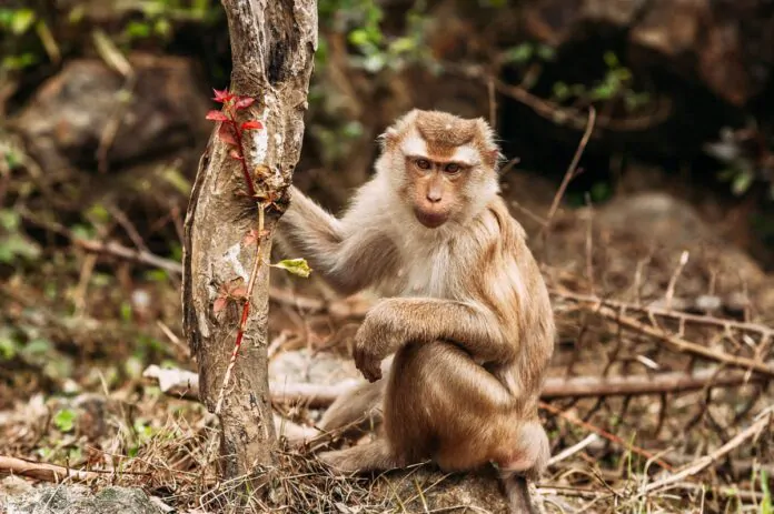 virus B delle scimmie macaco